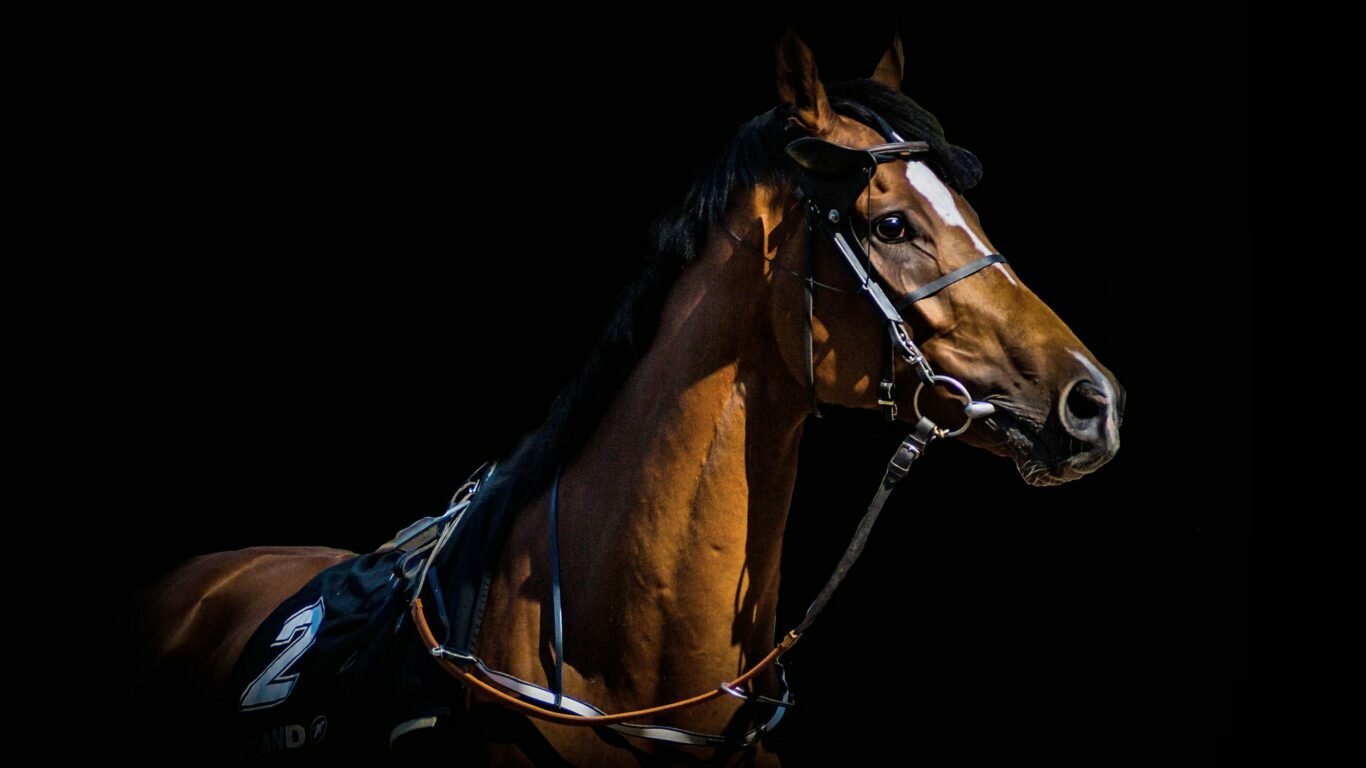 Horse Bridled Beautiful Equine Photography Animal Racing Wallpaper Screensaver